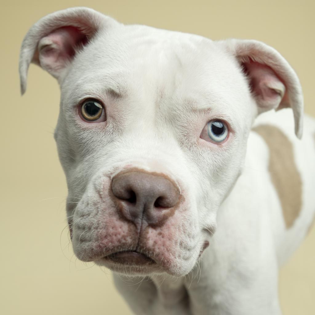 Enlarge Philly, a Adoptable mixed breed in Chicago, IL image 4/6