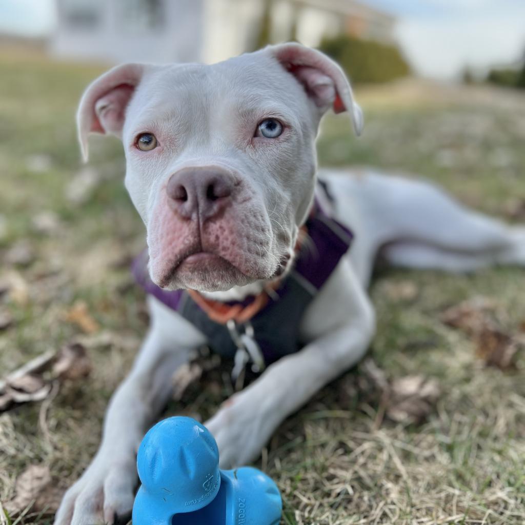 Enlarge Philly, a Adoptable mixed breed in Chicago, IL image 6/6