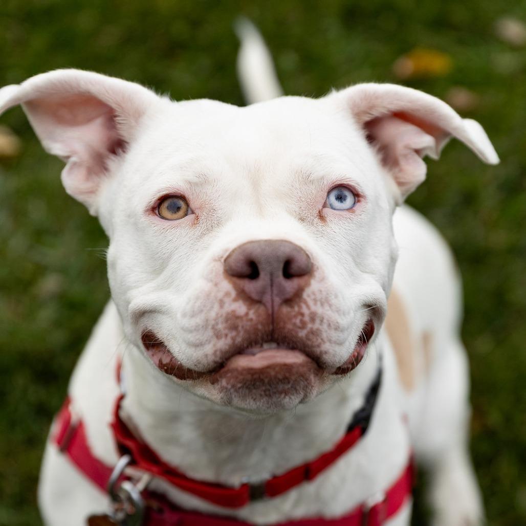 Enlarge Philly, a Adoptable mixed breed in Chicago, IL image 6/6