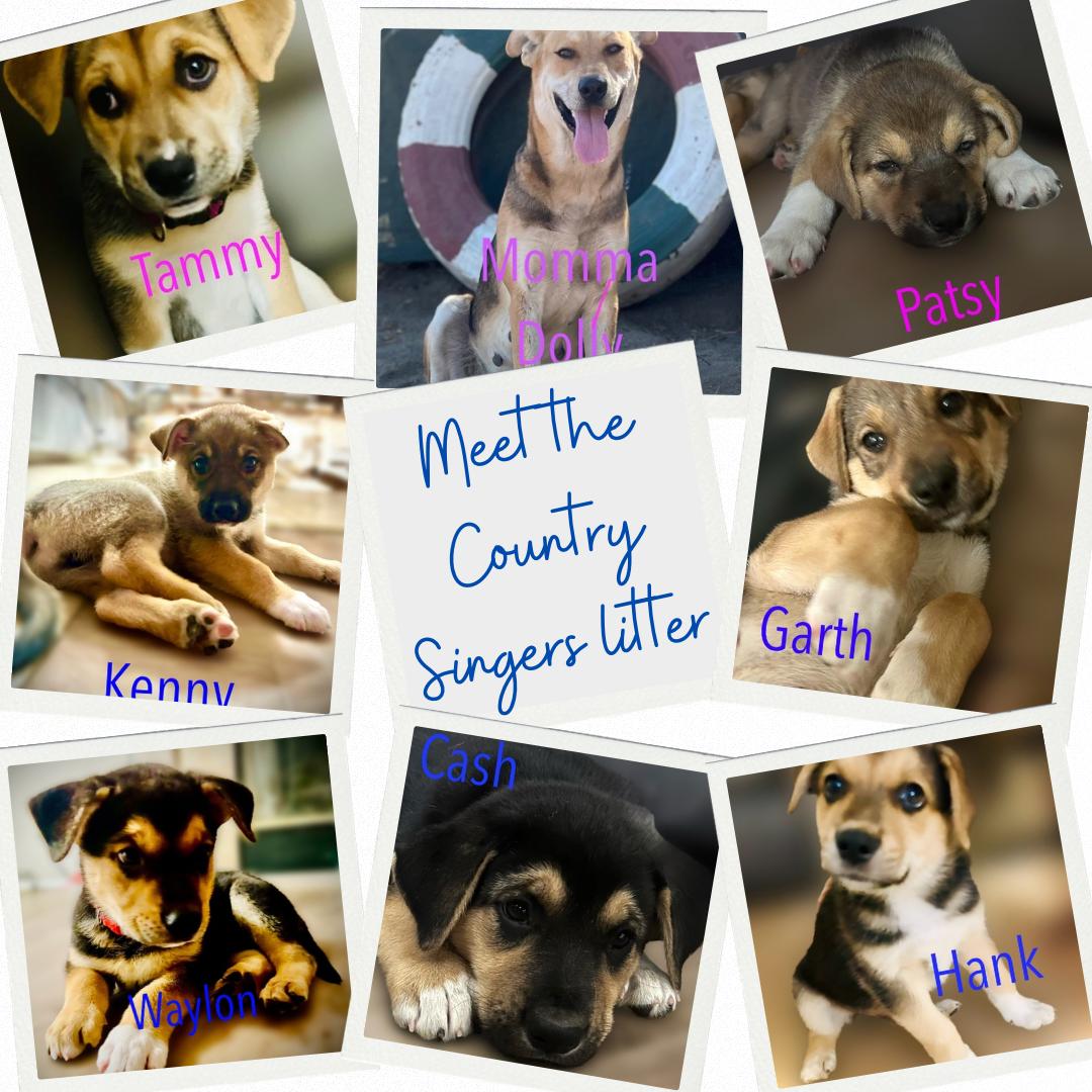 Country litter, ADOPTABLE, Puppy Female Australian Cattle Dog / Blue Heeler.