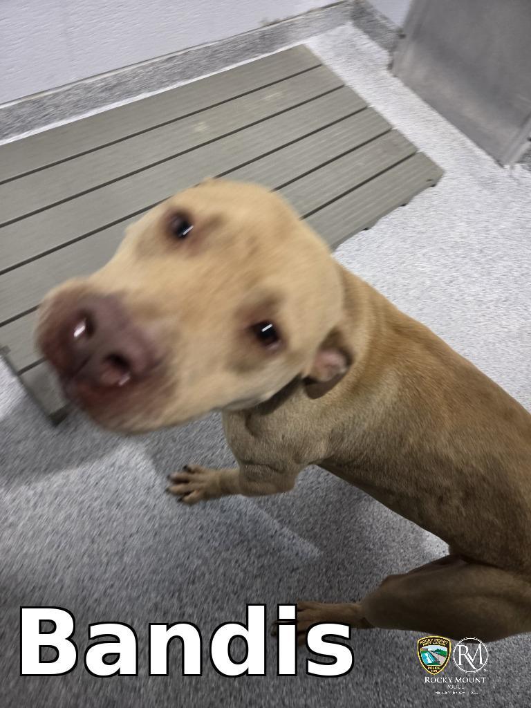Bandis, Adoptable, Young Male Pit Bull Terrier.