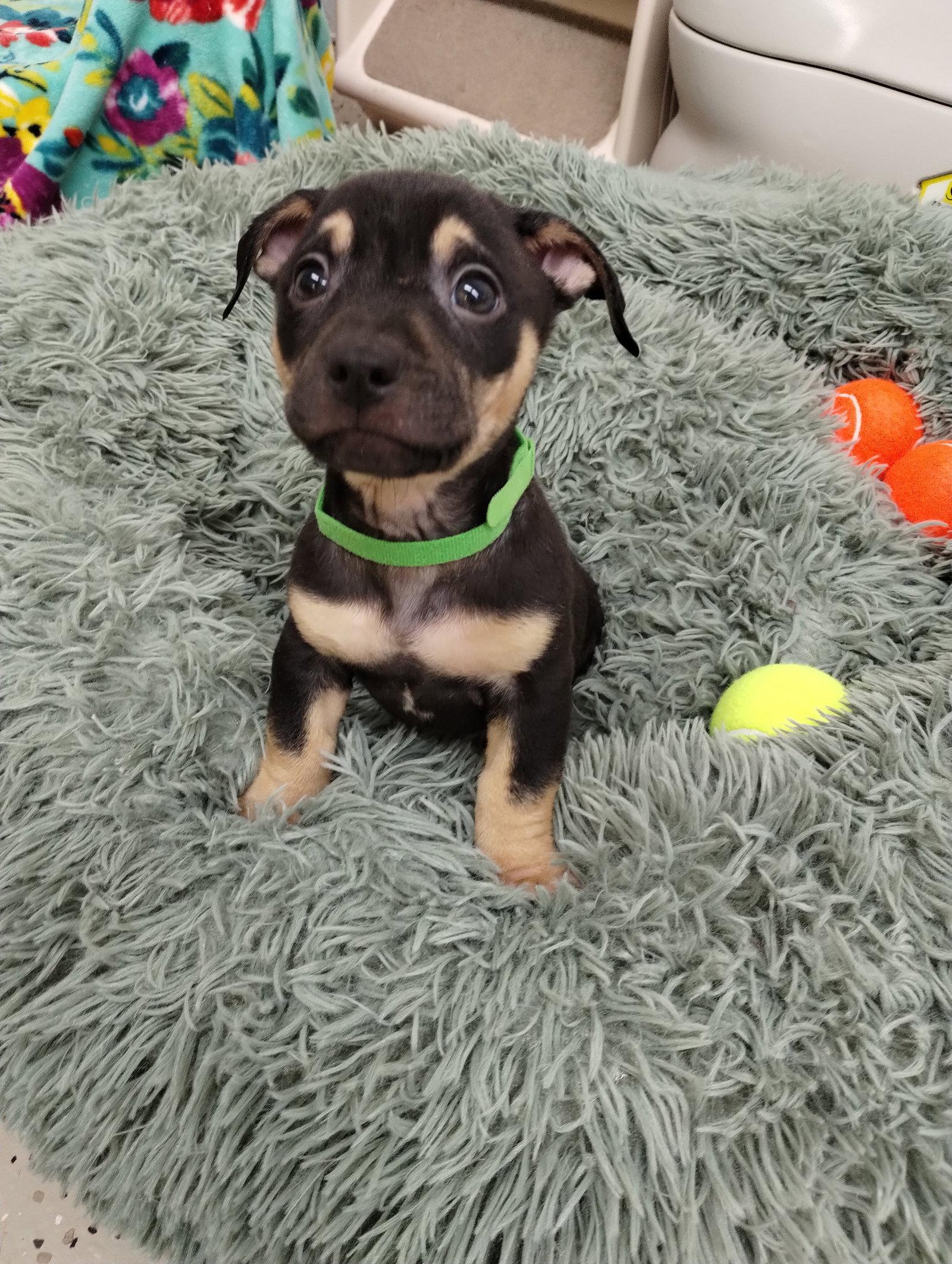 Sunny, Adoptable, Puppy Female Mixed Breed.