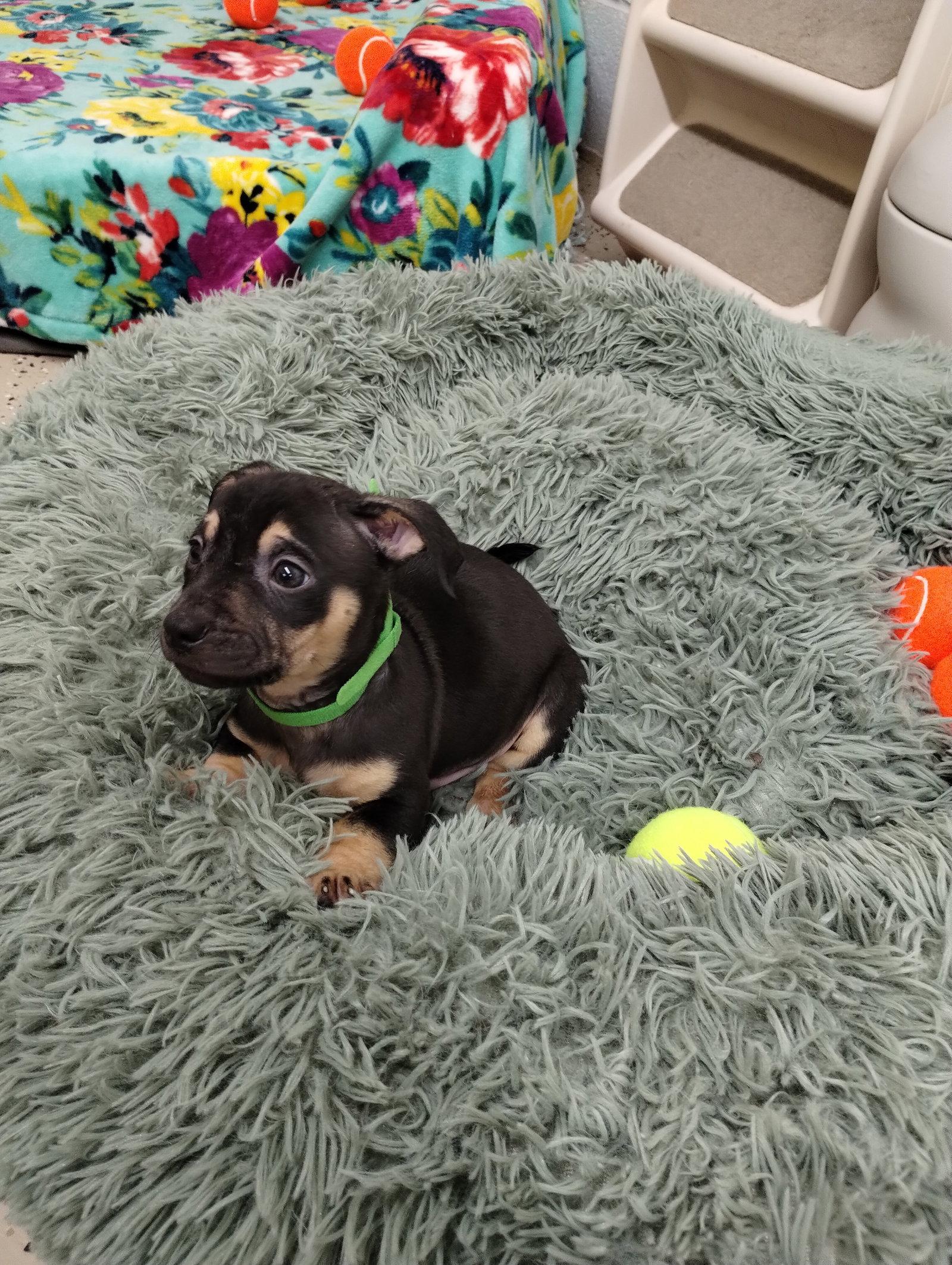 Enlarge Sunny, a Adoptable Mixed Breed in York, SC image 2/3