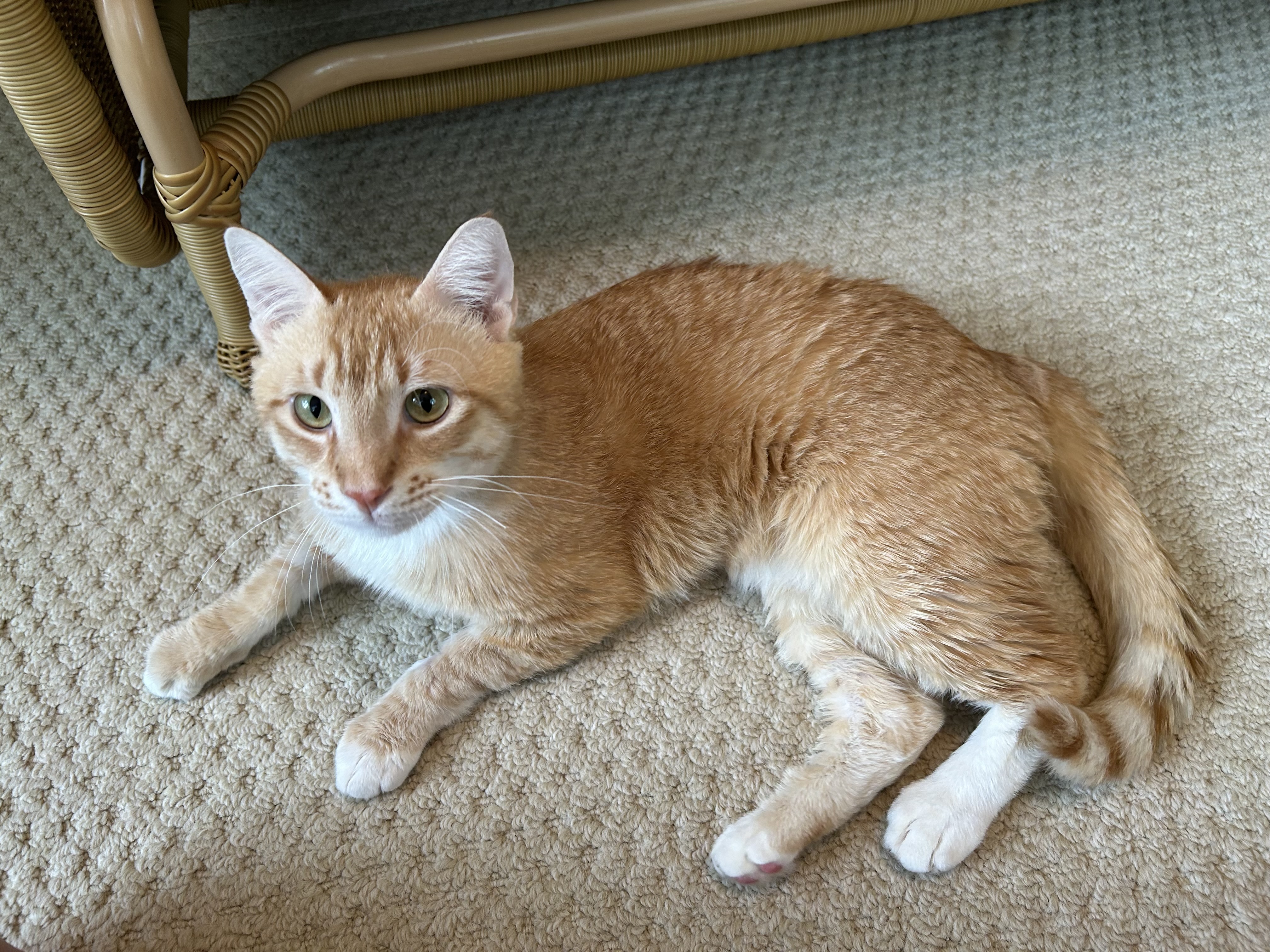 Sammy (A.K.A. your purrrfect ginger sweetheart!), Adopted, Adult Male American Shorthair.