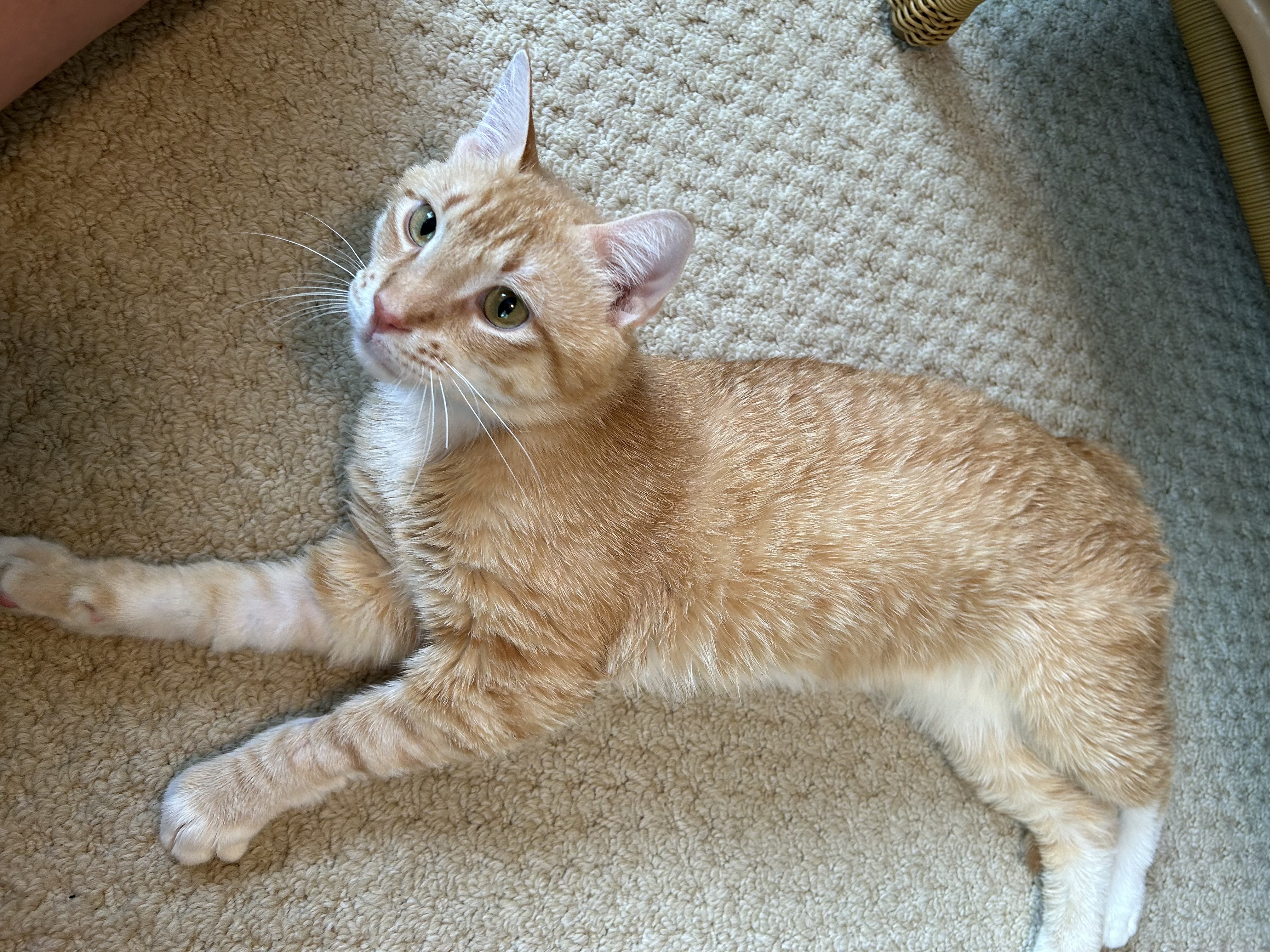 Enlarge Sammy (A.K.A. your purrrfect ginger sweetheart!), a Adopted American Shorthair in South Daytona, FL image 6/6