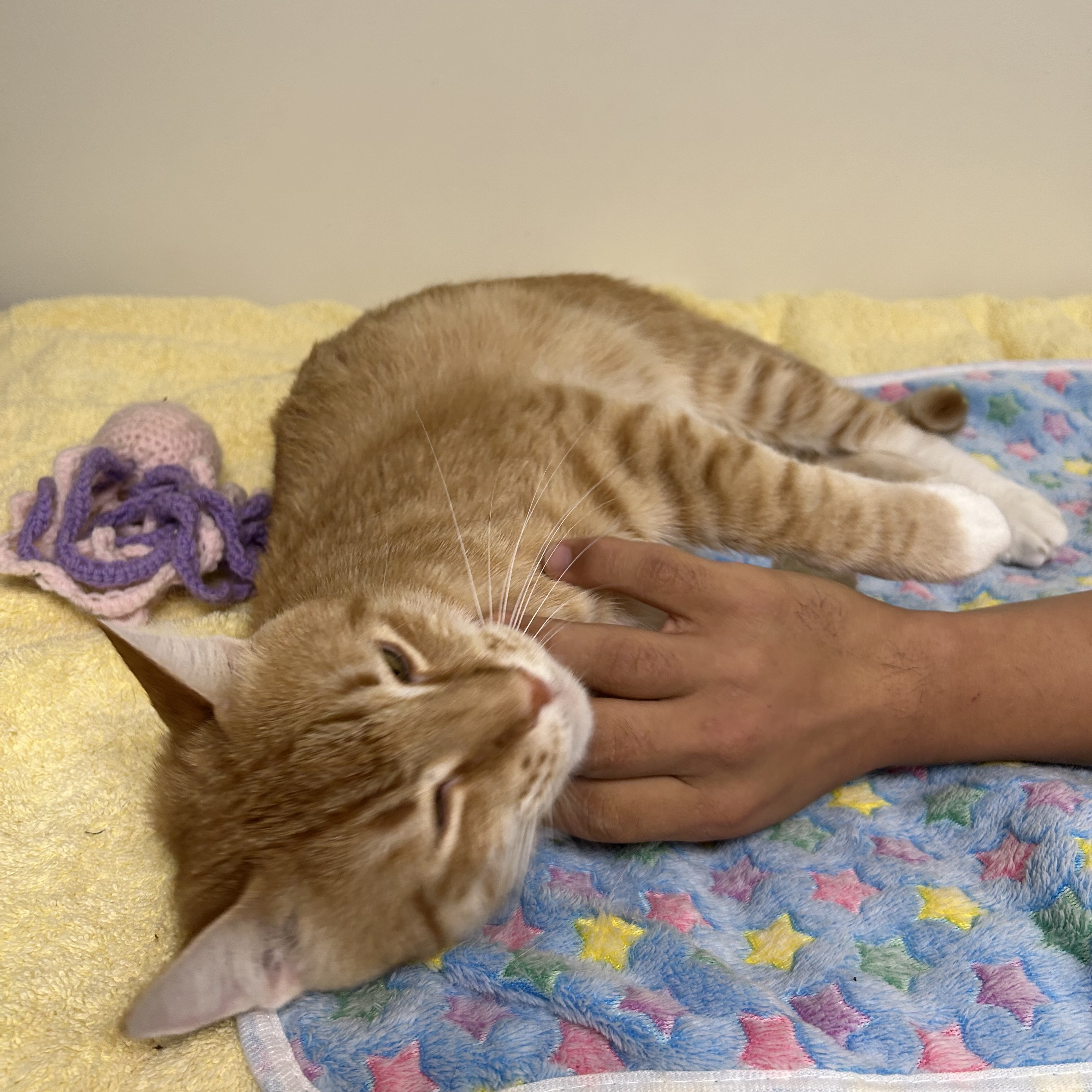 Enlarge Sammy (A.K.A. your purrrfect ginger sweetheart!), a Adopted American Shorthair in South Daytona, FL image 2/6