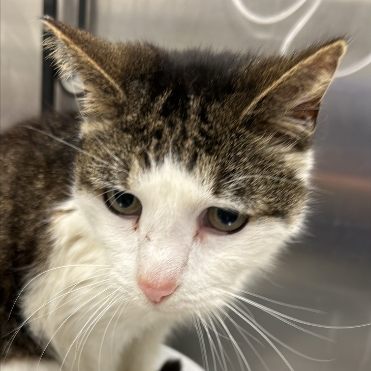 Willow, an adopted Domestic Short Hair in Prince Frederick, MD_image-1