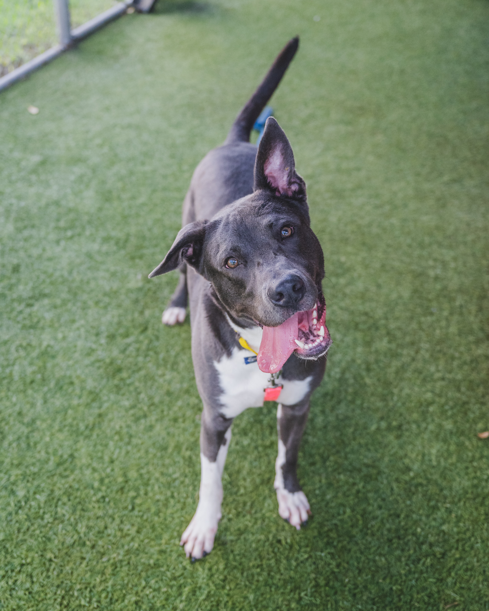 Enlarge Deuce-TRAINED DOG, a Adoptable mixed breed in Miami, FL image 1/2