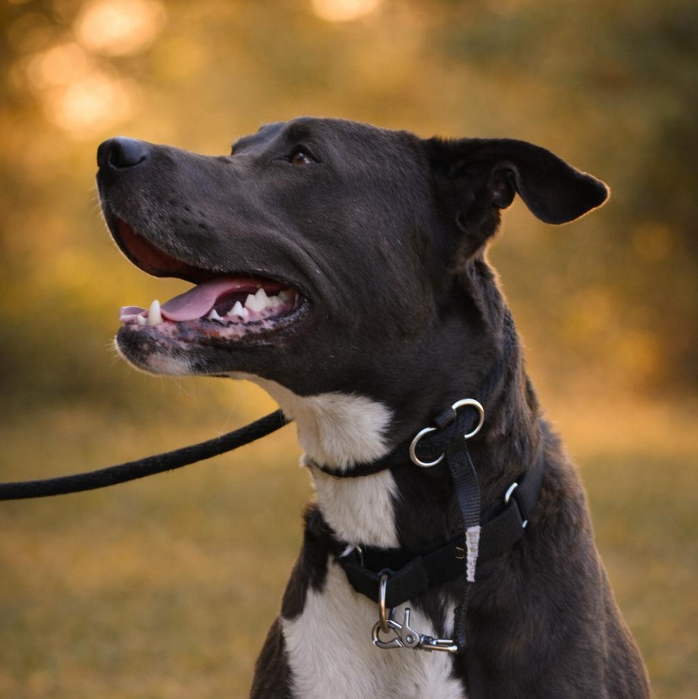 Enlarge Deuce-TRAINED DOG, a Adoptable mixed breed in Miami, FL image 1/1