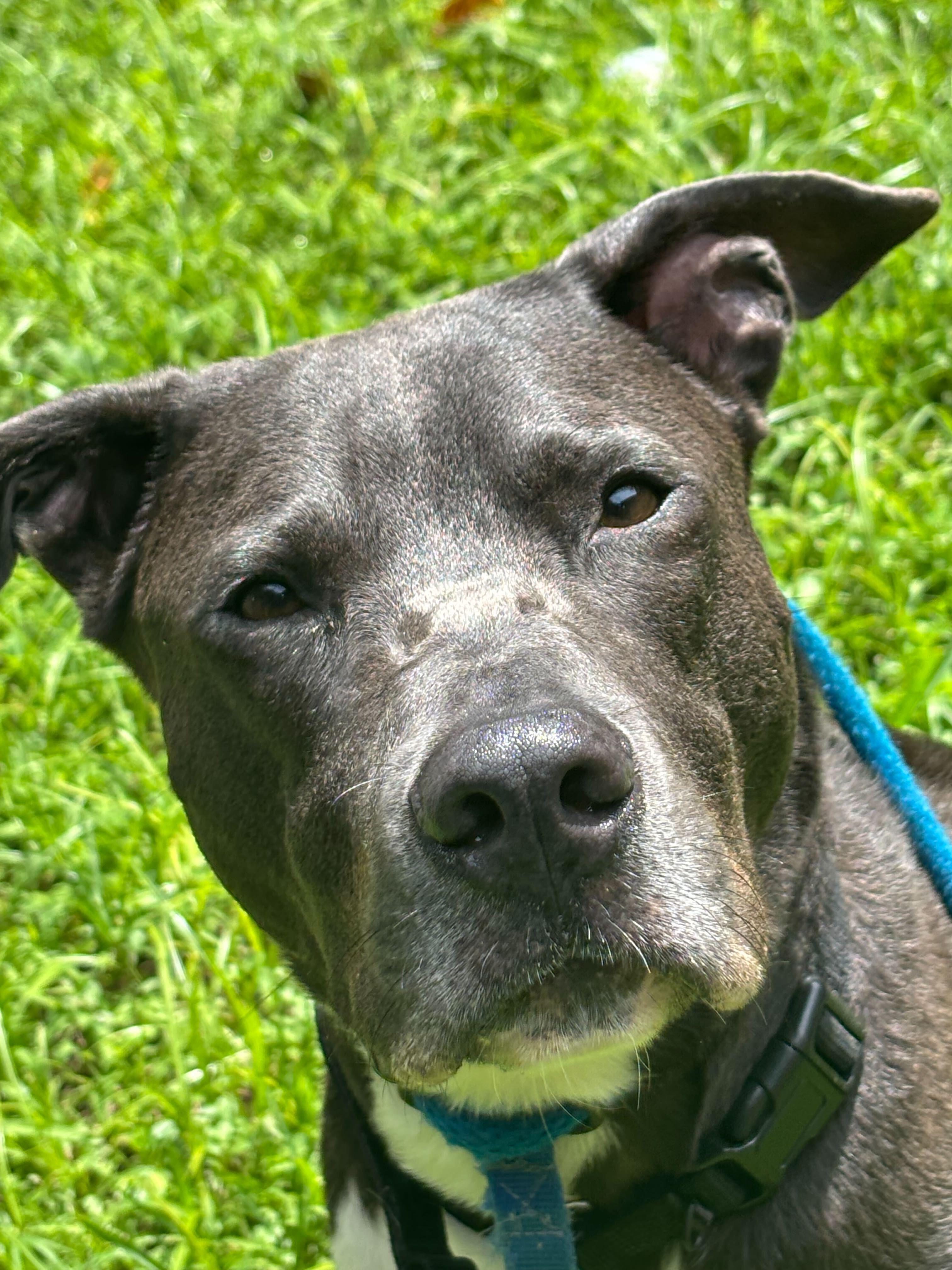 Enlarge Deuce-TRAINED DOG, a Adoptable mixed breed in Miami, FL image 2/2