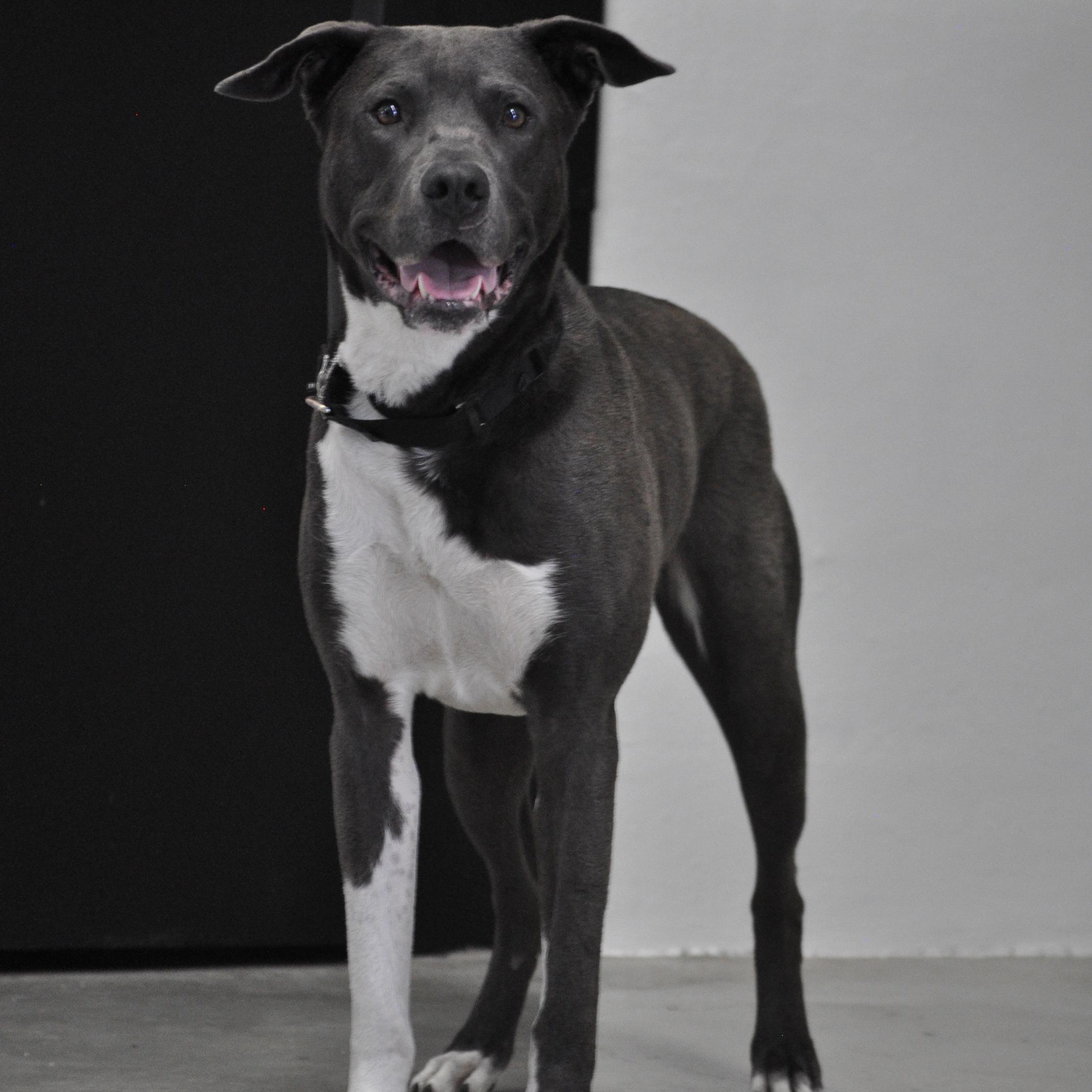 Deuce-TRAINED DOG photo 2