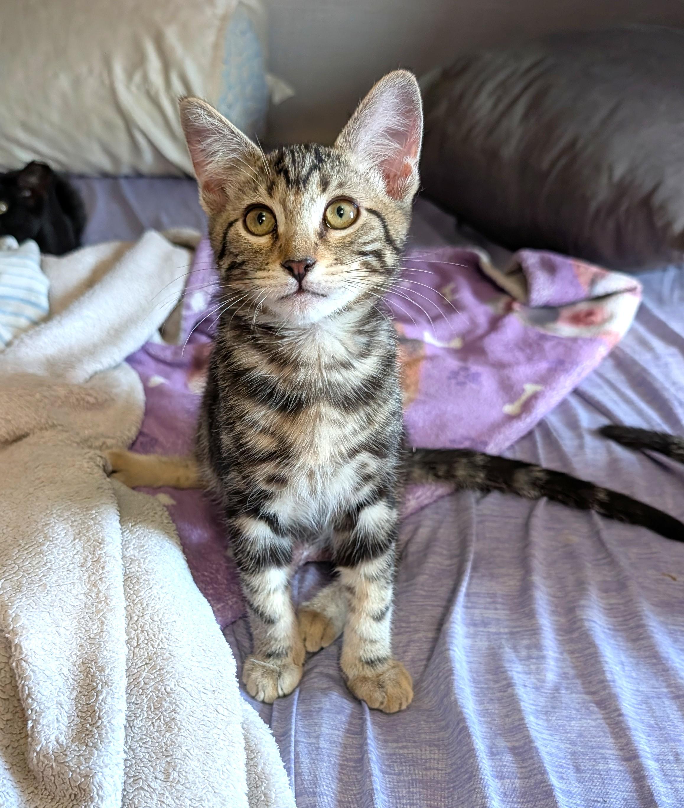 Count Chocula, Adopted, Kitten Male Domestic Short Hair.