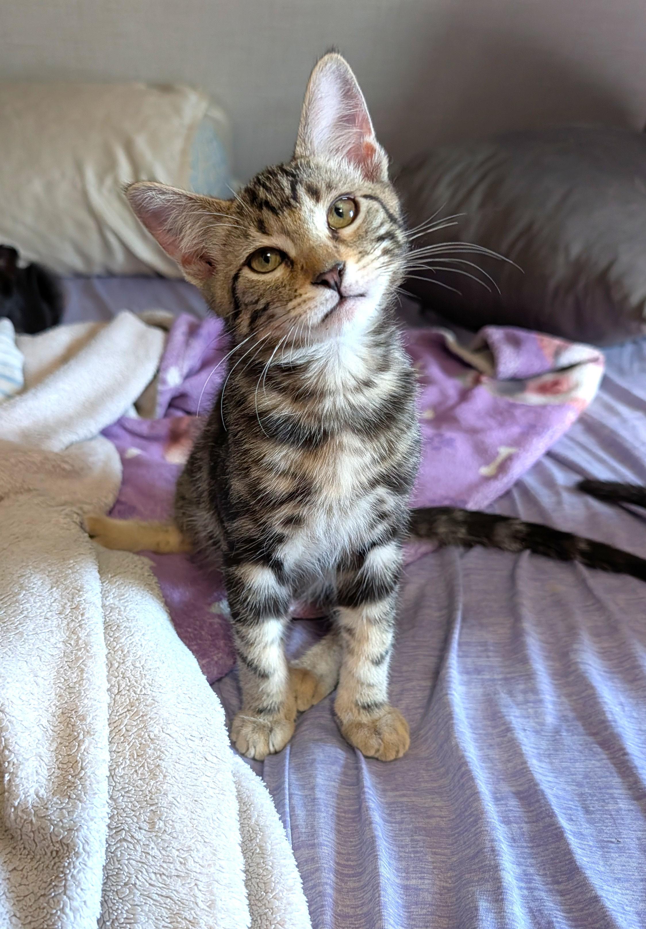 Enlarge Count Chocula, a Adopted Domestic Short Hair in Washoe Valley, NV image 2/2