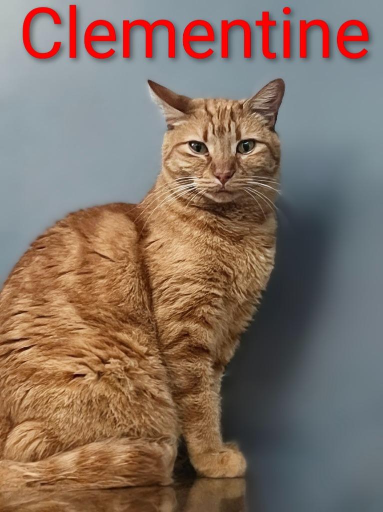 Clementine, Adoptable, Adult Female Domestic Short Hair.