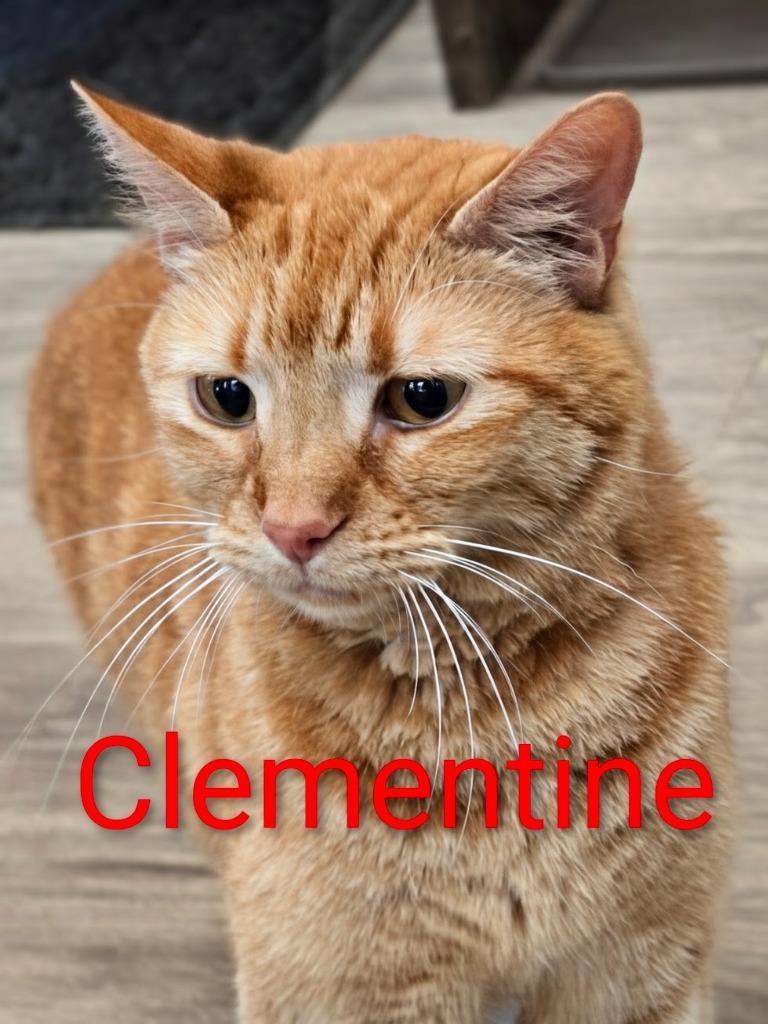Enlarge Clementine, a Adoptable mixed breed in Leonardtown, MD image 1/4