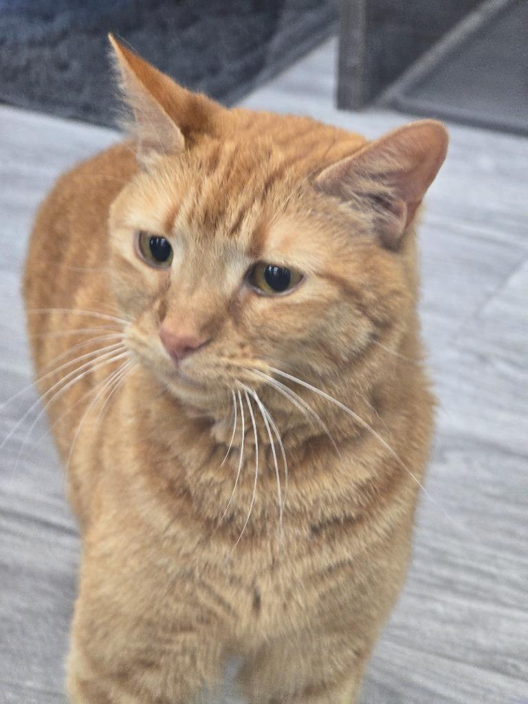 Enlarge Clementine, a Adoptable mixed breed in Leonardtown, MD image 3/4