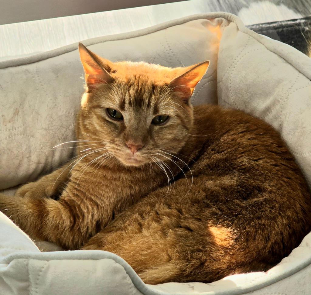 Clementine, a Adoptable mixed breed in Leonardtown, MD image 1/5