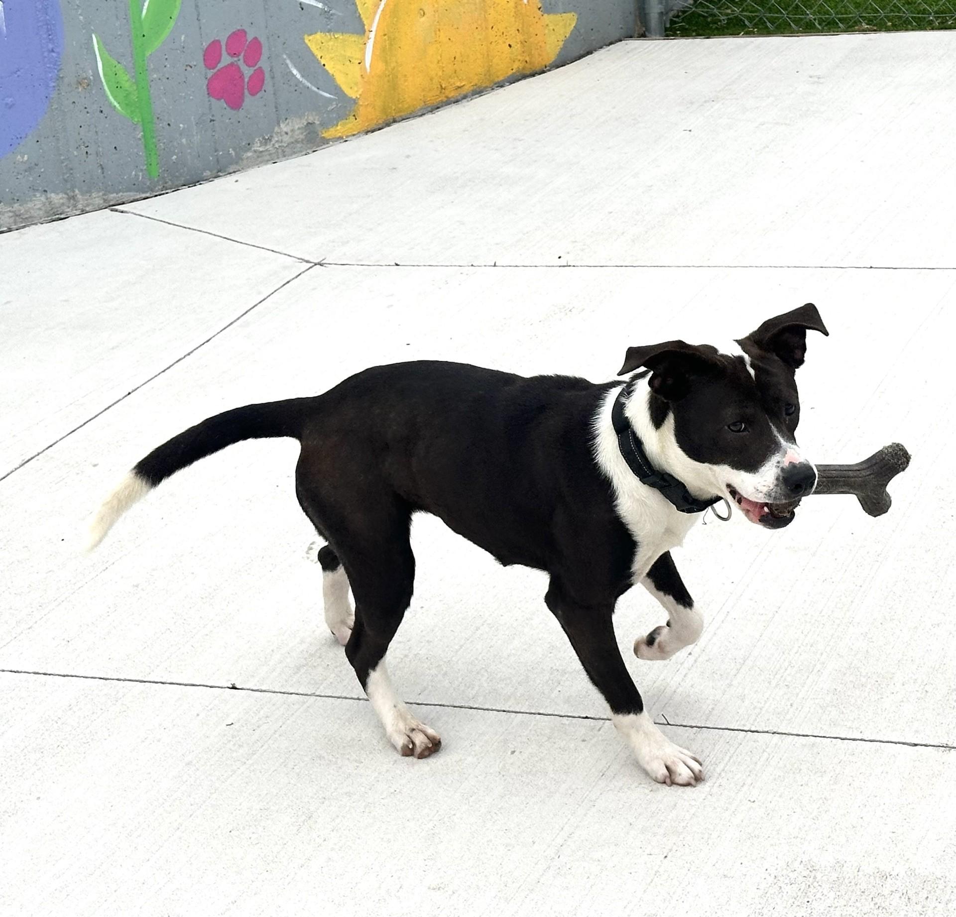 Jade, a ADOPTABLE mixed breed in Oklahoma City, OK image 3/4