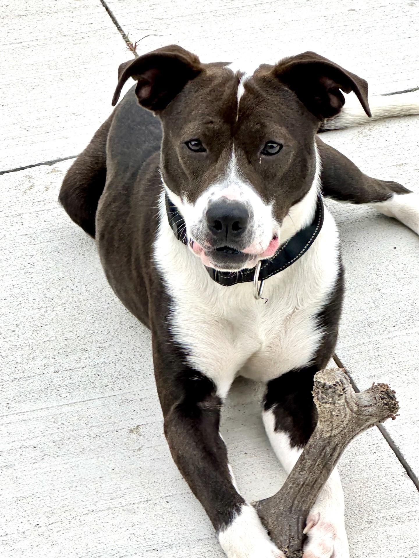 Jade, a ADOPTABLE mixed breed in Oklahoma City, OK image 4/4