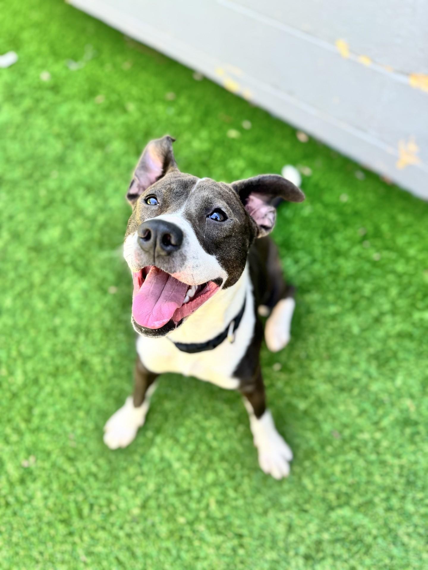 Jade, ADOPTABLE, Young Female American Staffordshire Terrier.