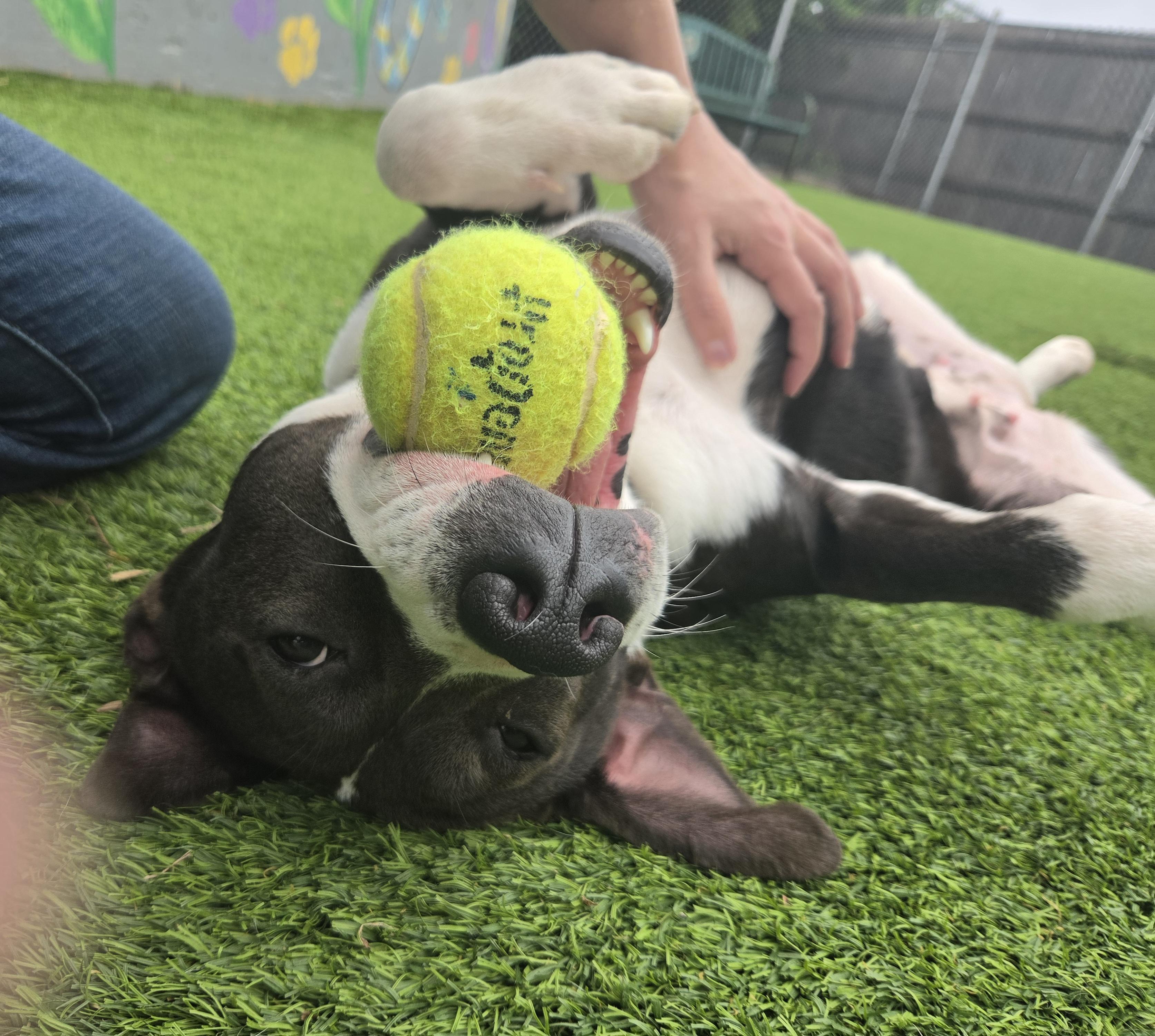 Jade, a ADOPTABLE mixed breed in Oklahoma City, OK image 2/4
