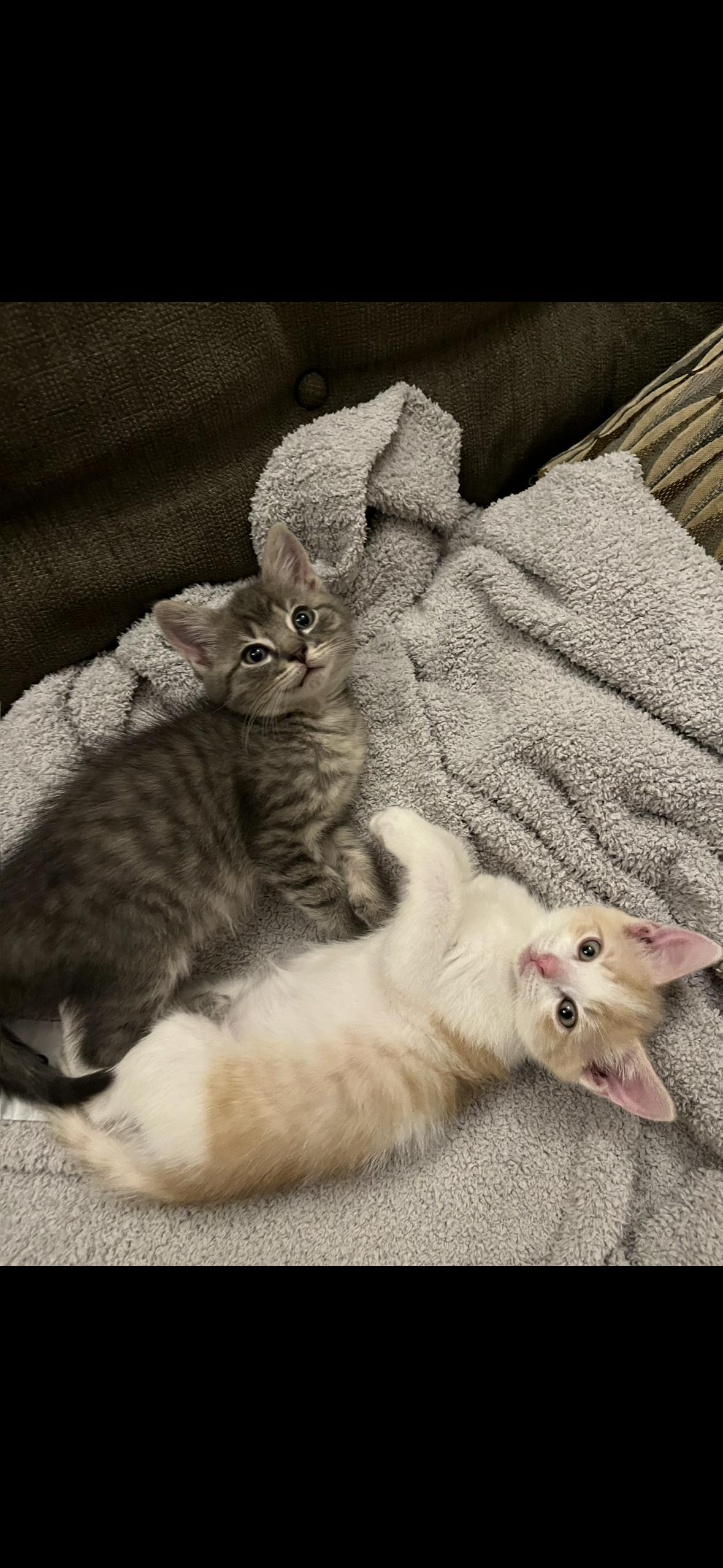 Enlarge Owen & Kirby, a Adoptable Domestic Medium Hair in Stamford, CT image 1/3