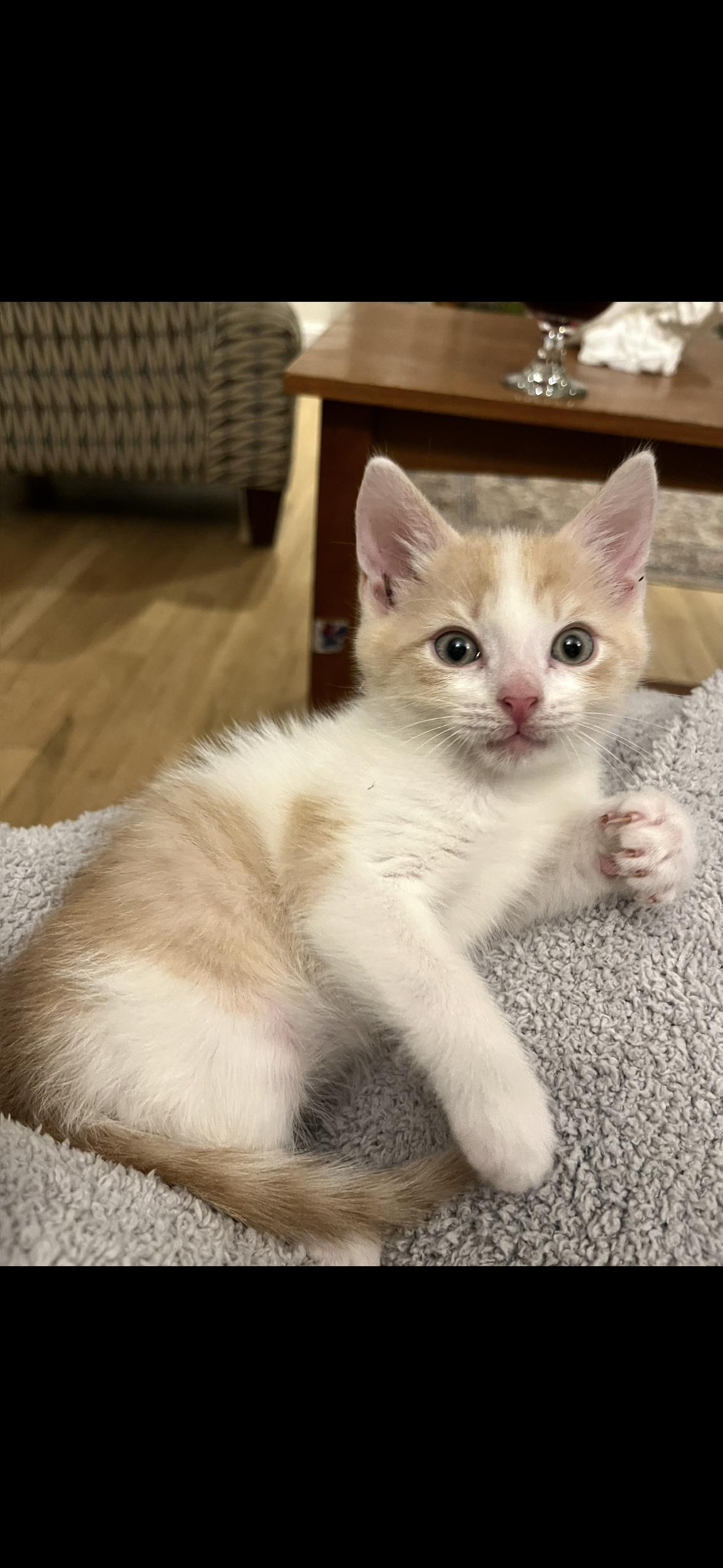 Enlarge Owen & Kirby, a Adoptable Domestic Medium Hair in Stamford, CT image 3/3