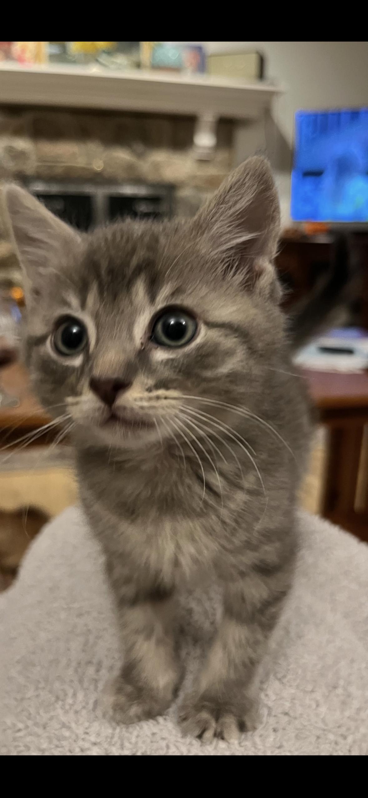 Enlarge Owen & Kirby, a Adoptable Domestic Medium Hair in Stamford, CT image 2/3