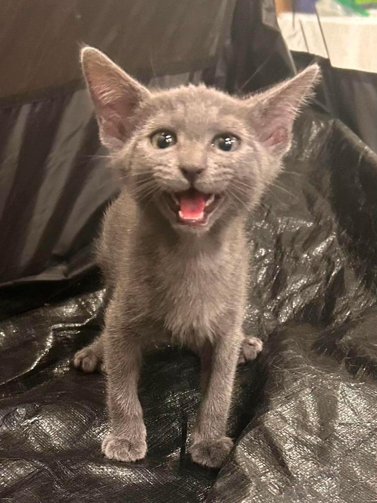 Smokey, Adoptable, Kitten Male Domestic Short Hair.