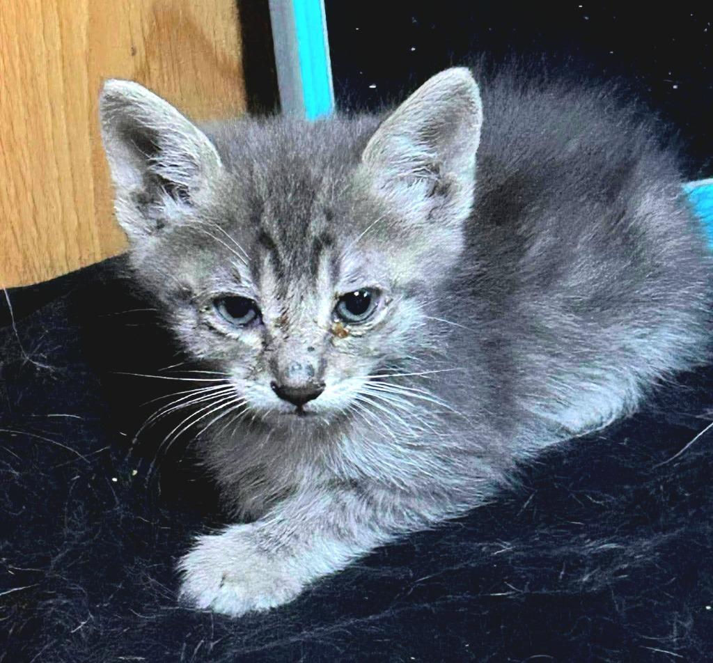Enlarge Smokey, a Adoptable mixed breed in San Jacinto, CA image 2/2