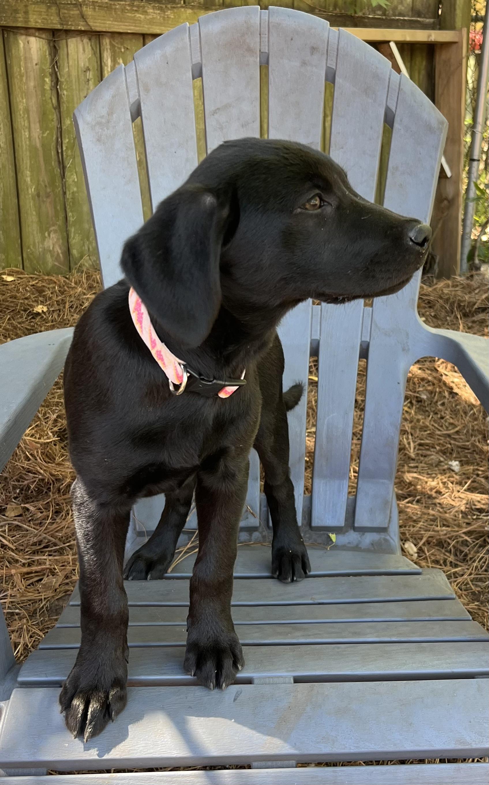 Enlarge Amy, a Adoptable mixed breed in Pensacola, FL image 2/2