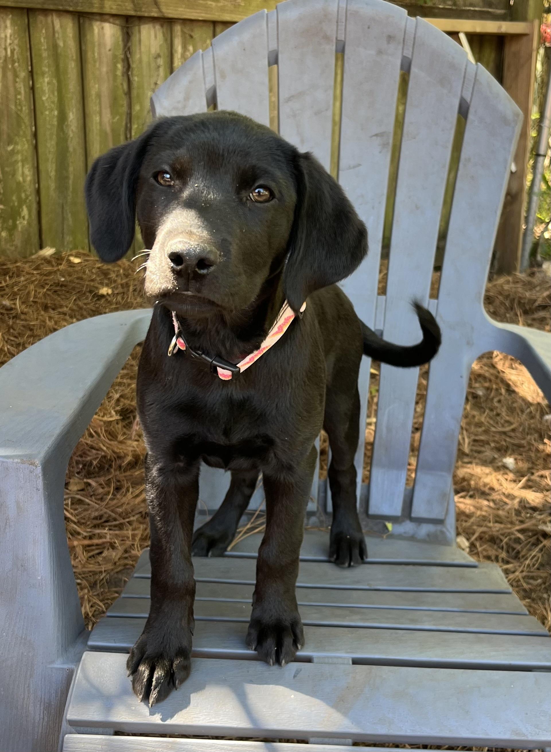 Enlarge Amy, a Adoptable mixed breed in Pensacola, FL image 1/2