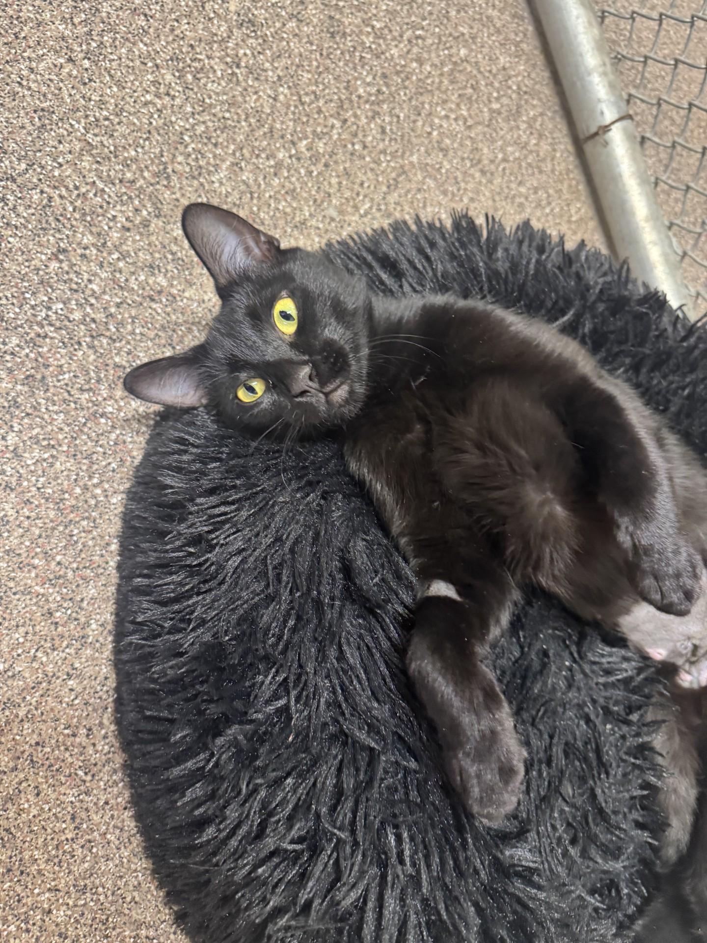 Mochi, Adoptable, Young Female Domestic Short Hair.