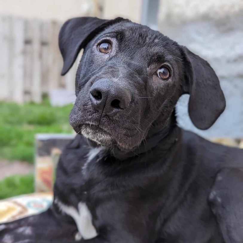 Dae, Adopted, Puppy Male Black Labrador Retriever.