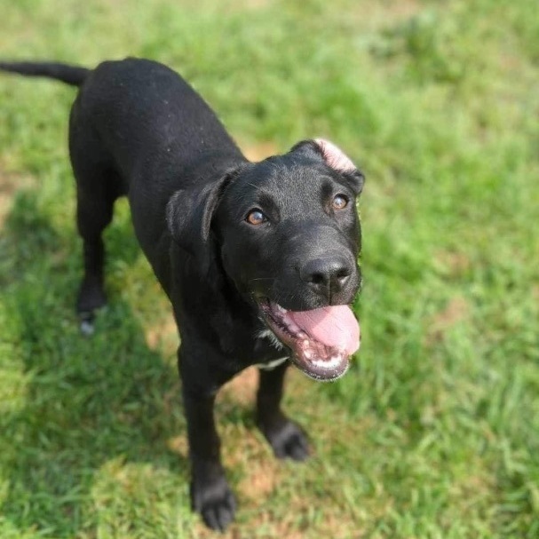 Dae, a Adopted mixed breed in Winnipeg, MB image 2/19