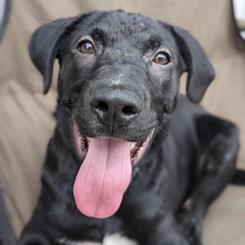 Dae, a Adopted mixed breed in Winnipeg, MB image 3/19