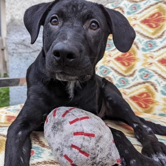 Dae, a Adopted mixed breed in Winnipeg, MB image 4/19