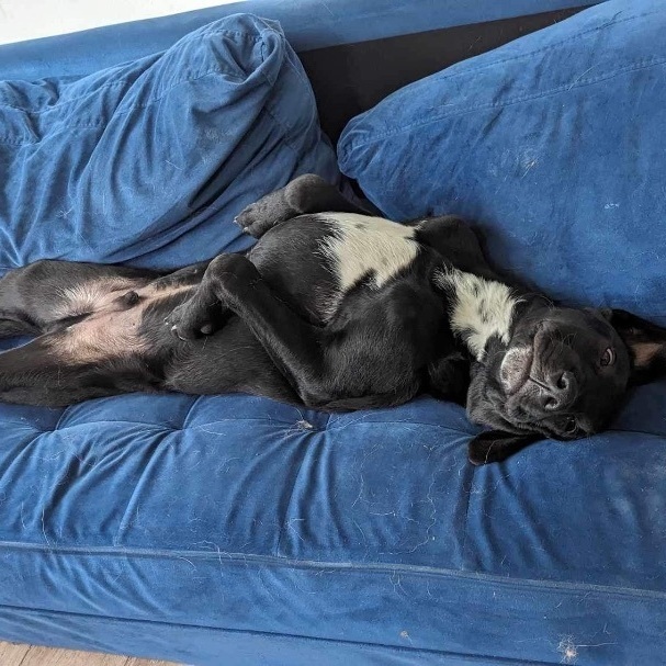 Dae, a Adopted mixed breed in Winnipeg, MB image 5/19