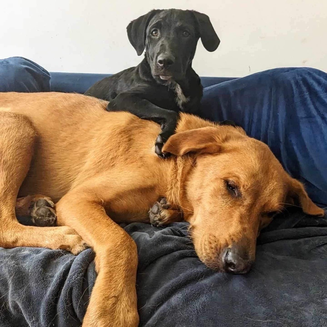 Dae, a Adopted mixed breed in Winnipeg, MB image 6/19