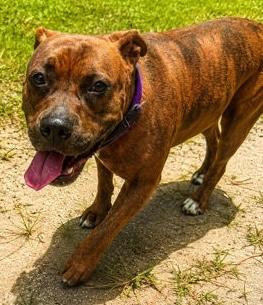 Demi, Adoptable, Adult Female Terrier & Mixed Breed.