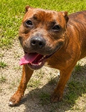 Enlarge Demi, a Adoptable mixed breed in Palm Coast, FL image 2/3