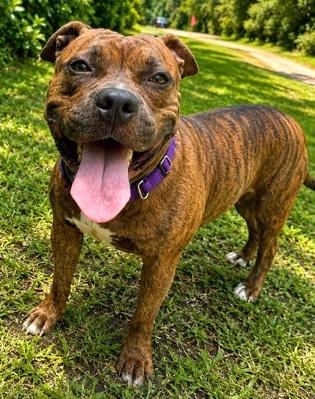 Enlarge Demi, a Adoptable mixed breed in Palm Coast, FL image 3/3