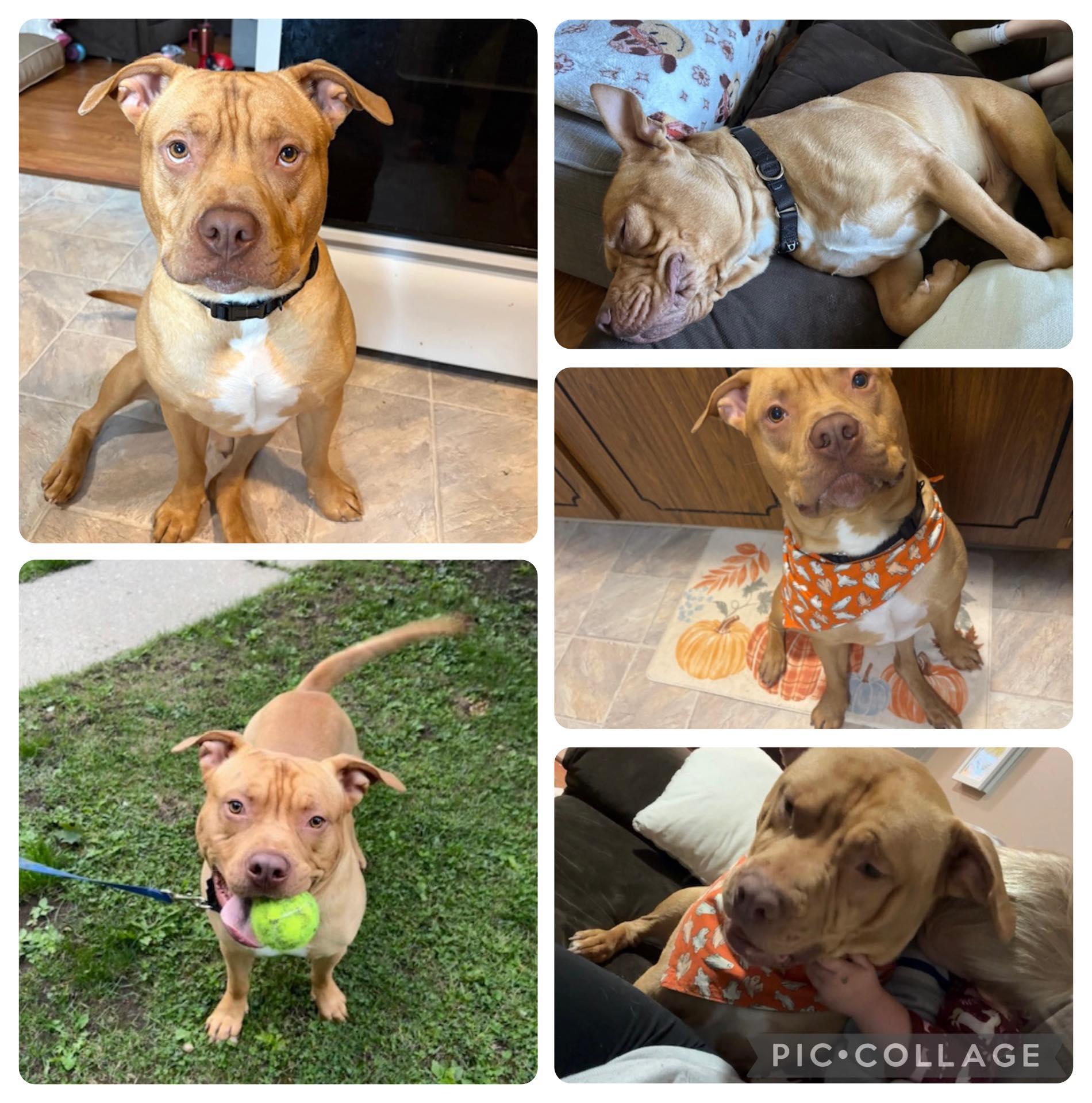 Paddington, ADOPTABLE, Adult Male Pit Bull Terrier.