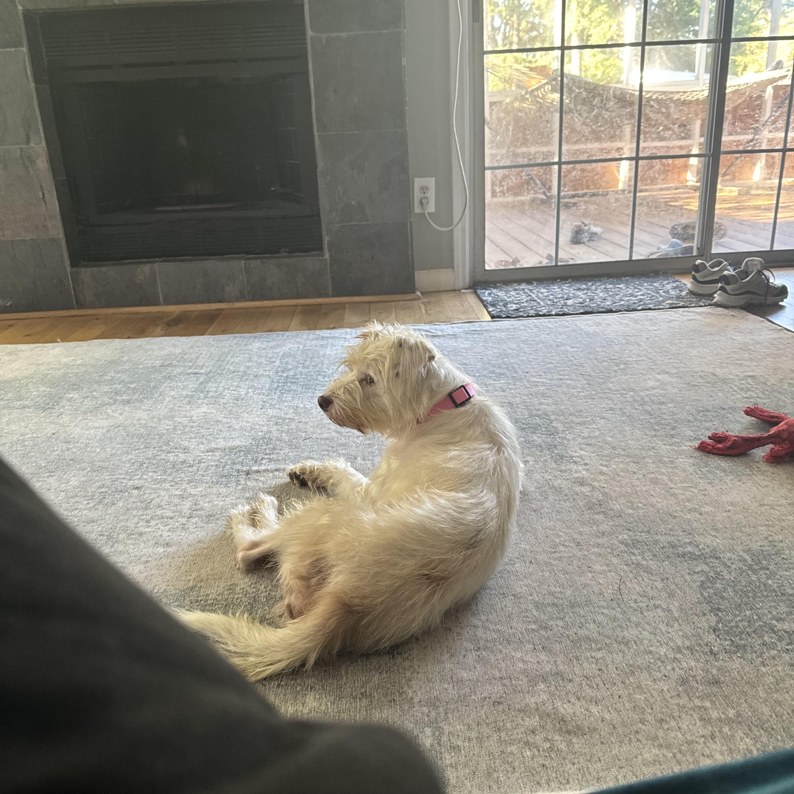 JJ, an adoptable Border Terrier, Aussiedoodle in Sanford, NC, 27331 | Photo Image 4