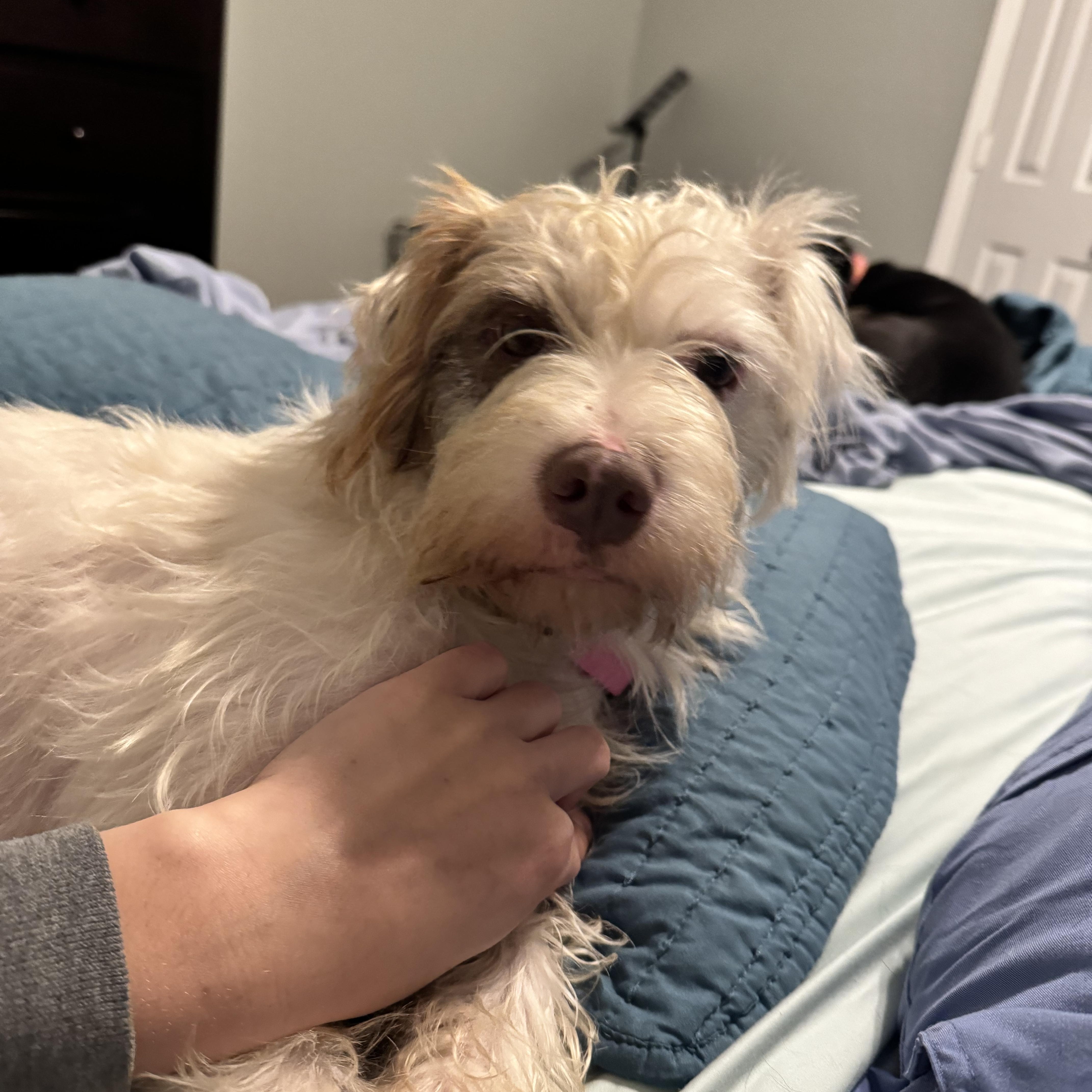 JJ, a Adoptable mixed breed in Sanford, NC image 3/5