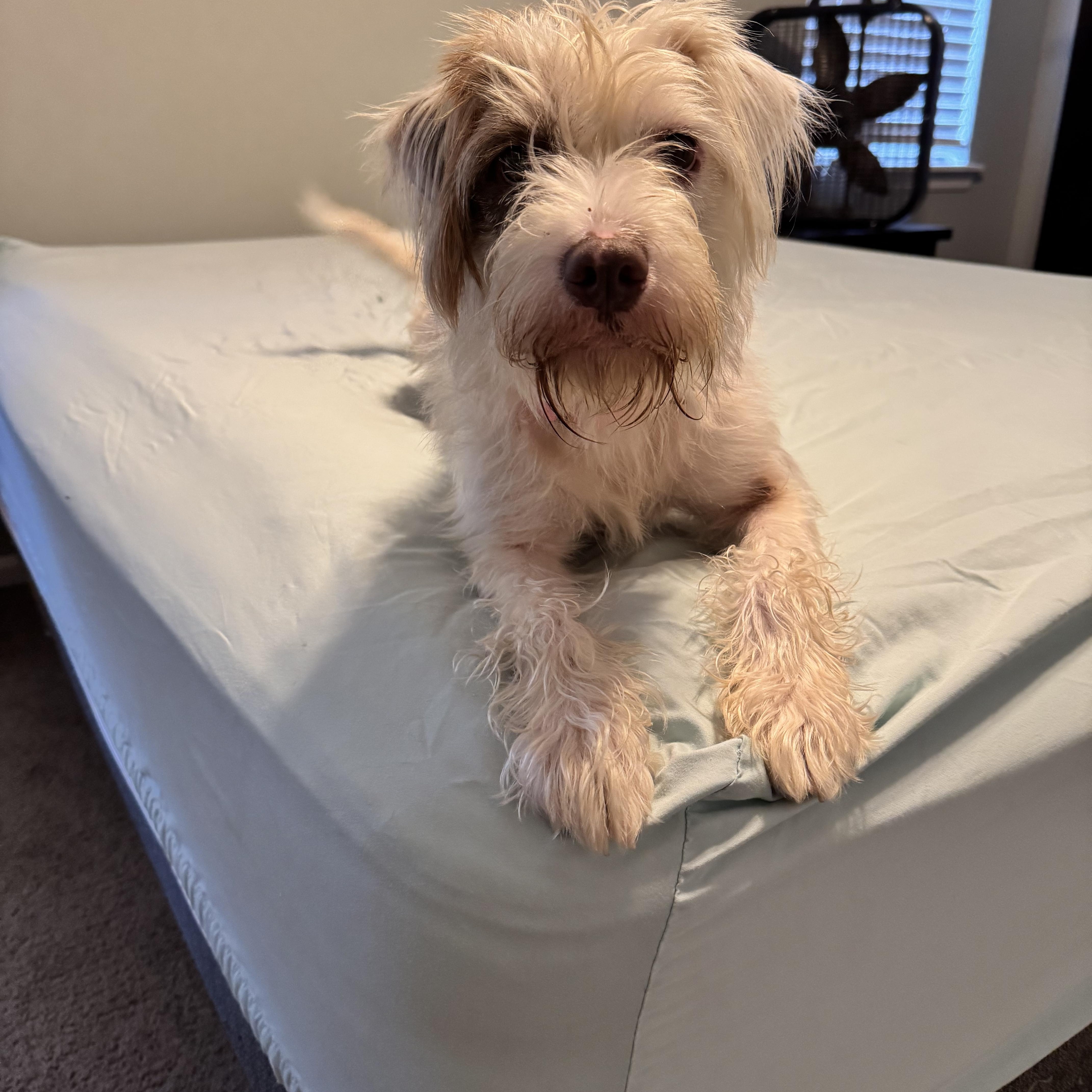 JJ, Adoptable, Adult Female Border Terrier & Aussiedoodle.