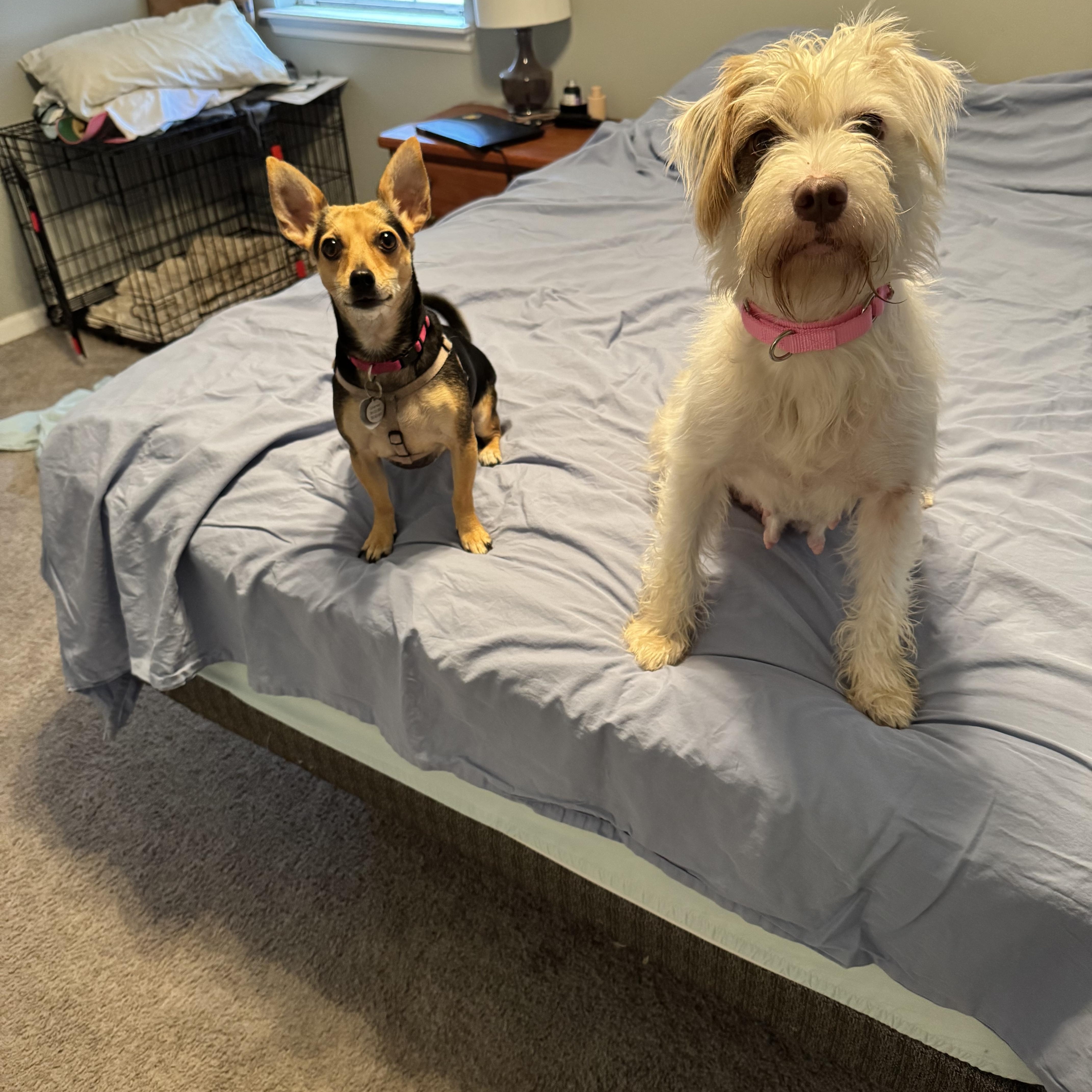 JJ, an adoptable Border Terrier, Aussiedoodle in Sanford, NC, 27331 | Photo Image 3