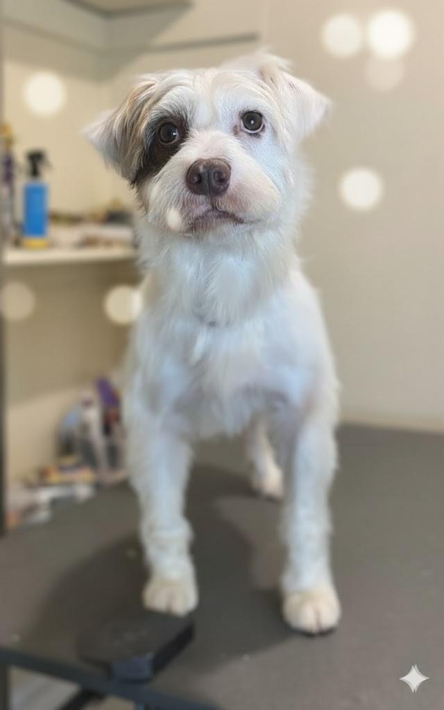 JJ, an adoptable Border Terrier, Aussiedoodle in Sanford, NC, 27331 | Photo Image 5