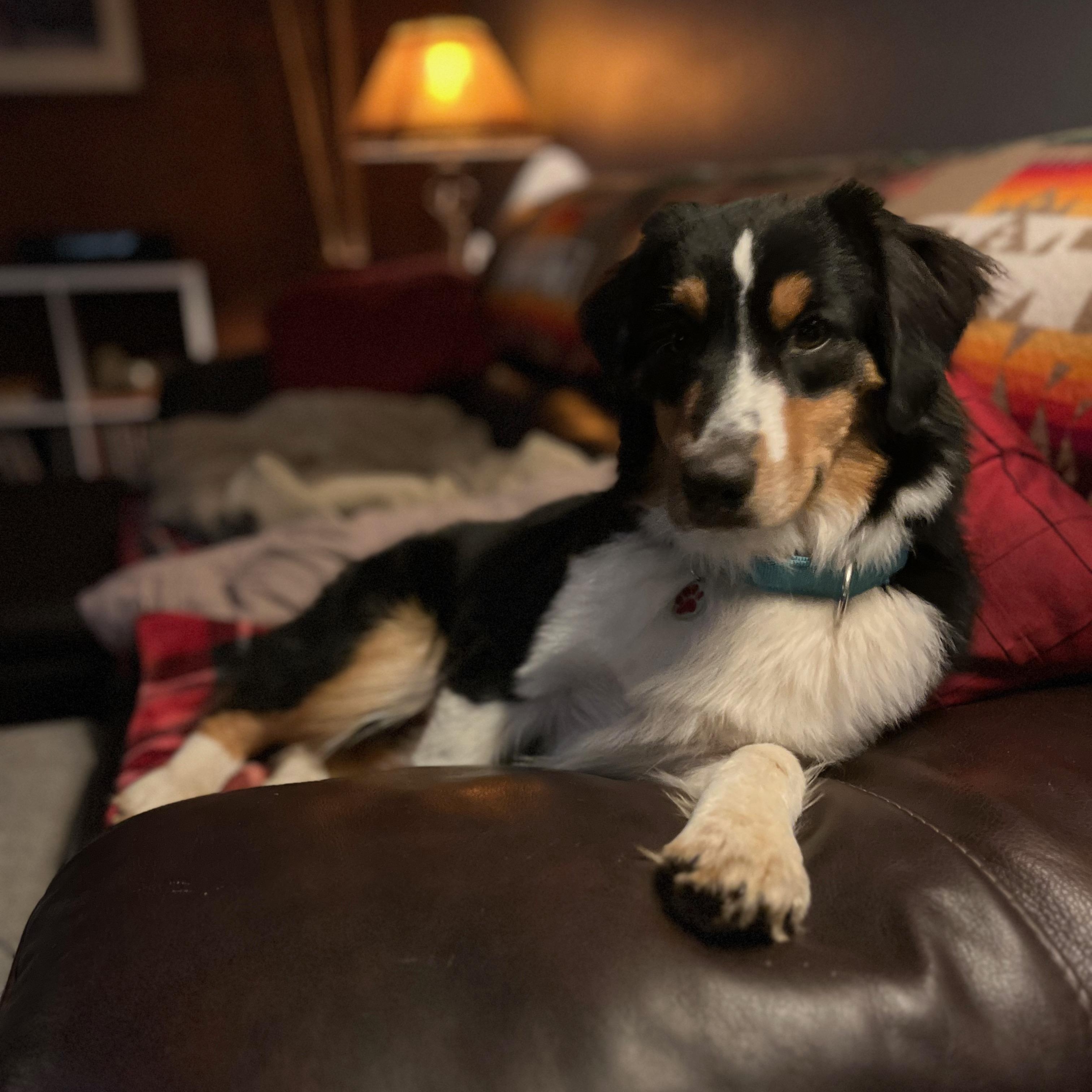 Marvelous Miss Marilyn, Adoptable, Young Female Australian Shepherd.