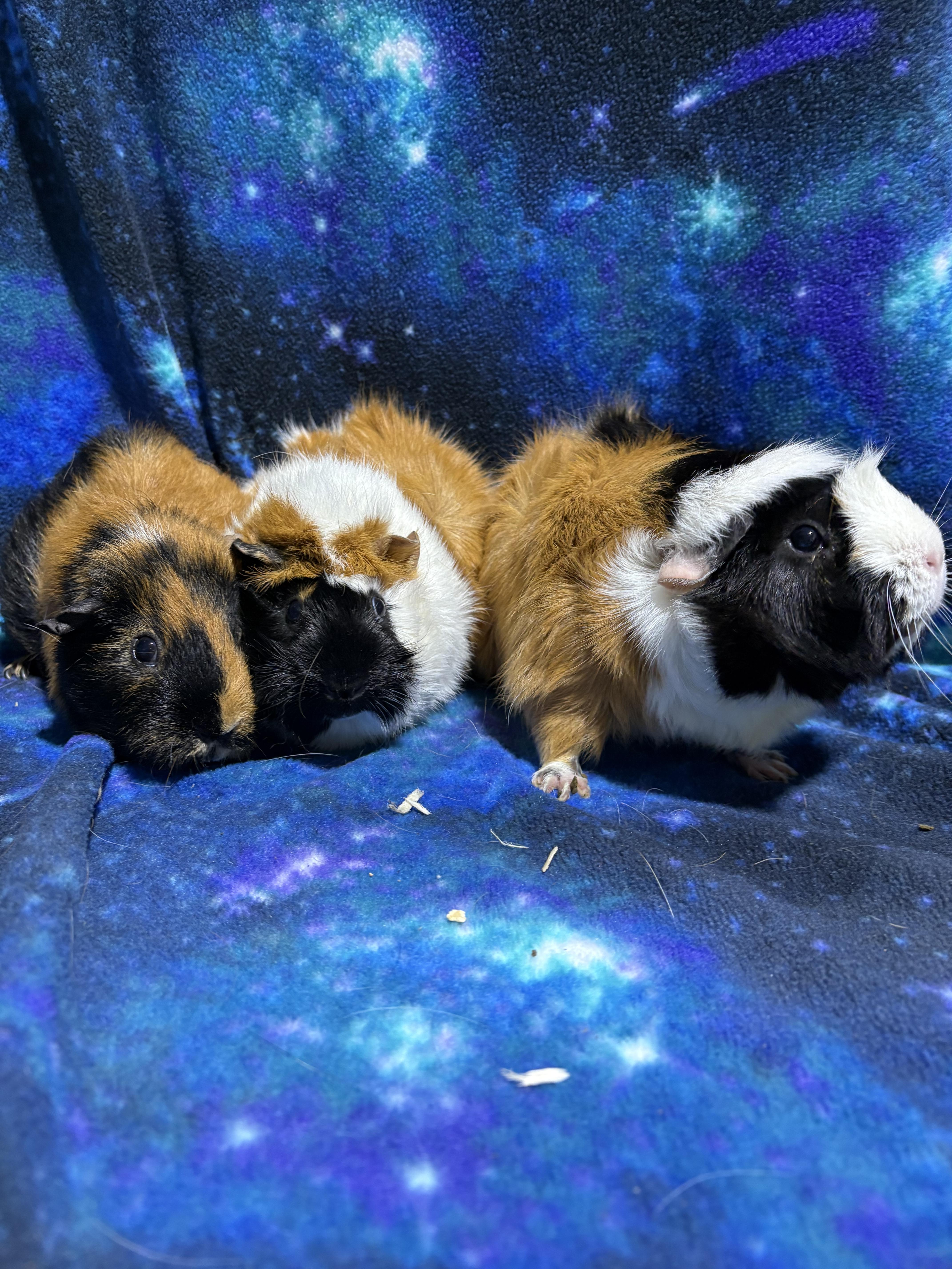 Enlarge Moon, sunny, and star , a ADOPTABLE mixed breed in Howell, NJ image 1/1